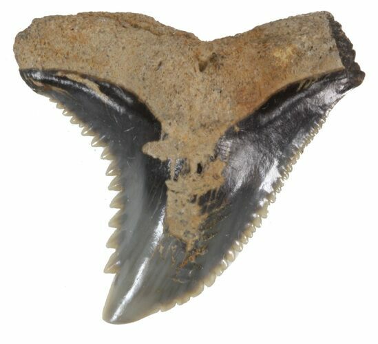 Fossil Hemipristis Shark Tooth - Maryland #42527